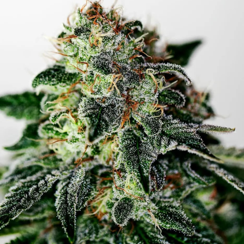 Positronics - Mystic Cookie Auto