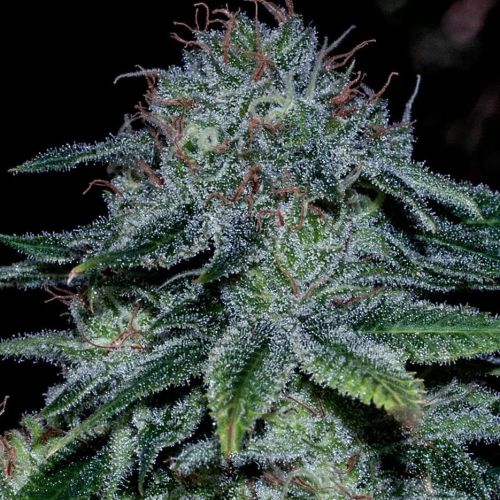 Positronics - Mystic Cookie