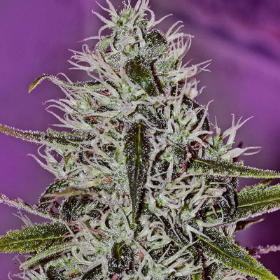 Positronics - One Love Haze