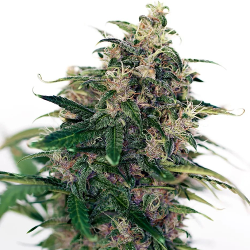 Positronics - Somango #47 Auto