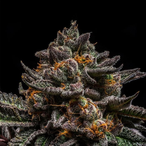 Ripper Seeds - Brain Cake