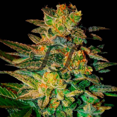 Samsara - Spiritual Punk