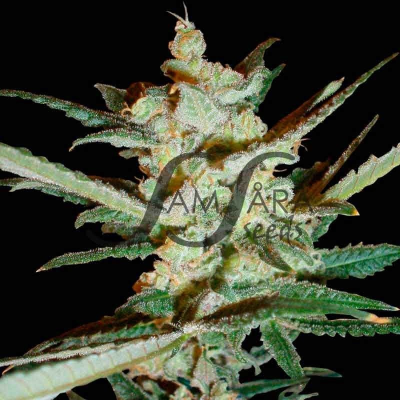 Samsara - Supersonic Cristal Storm Auto