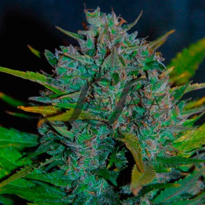 Samsara - Ultraviolet Auto