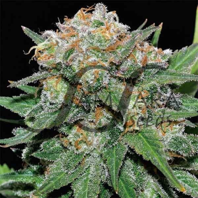 Samsara - El Alquimista