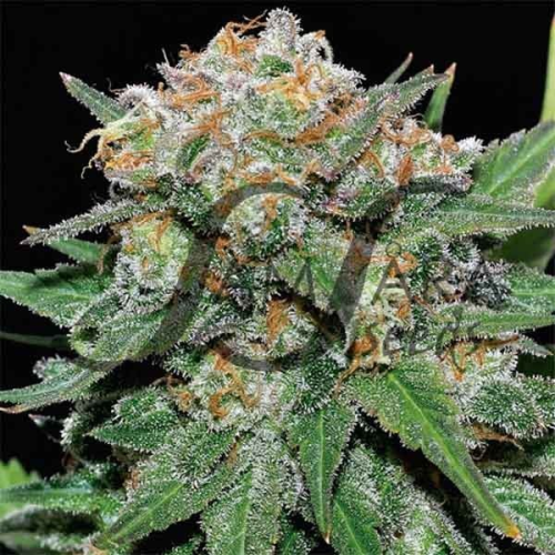 Samsara - El Alquimista