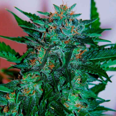 Samsara - Flash Babylon Auto