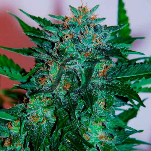 Samsara - Flash Babylon Auto