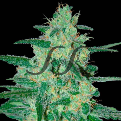 Samsara - Holy Grail 69