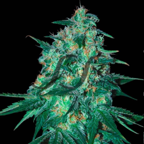 Samsara - Jekyll Passion