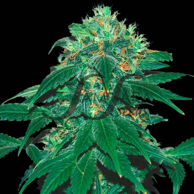 Samsara - Punky Lion