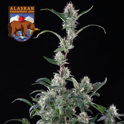 Seedsman - Alaskan Bananaberry Auto