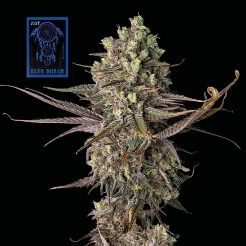 Seedsman - Blue Dream Fast