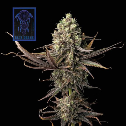 Seedsman - Blue Dream