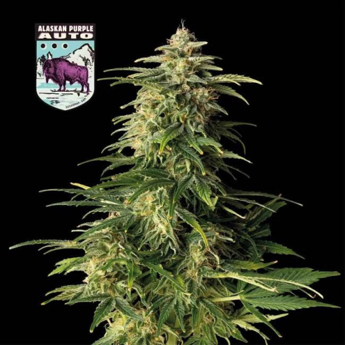 Seedsman - Alaskan Purple Auto