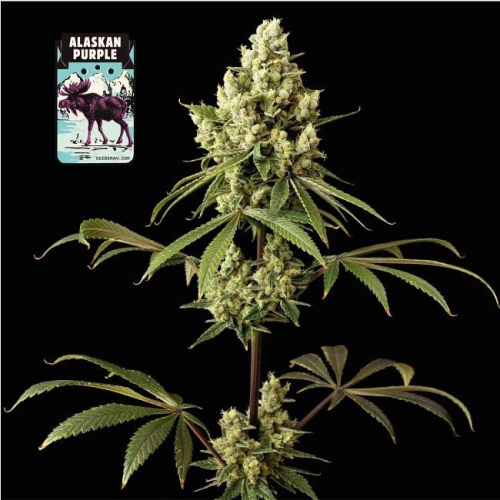 Seedsman - Alaskan Purple