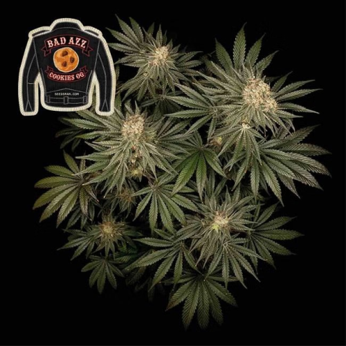 Seedsman - Badazz Cookies OG