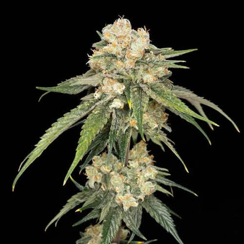 Seedsman - Ice Dream Cake