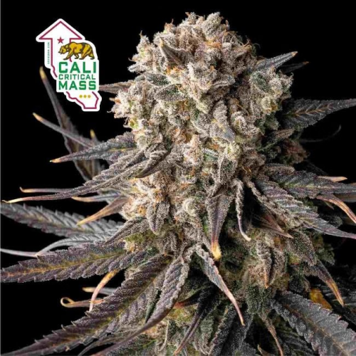 Seedsman - Cali Critical Mass
