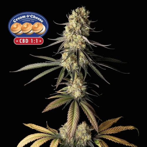 Seedsman - Cream & Cheese CBD 1:1