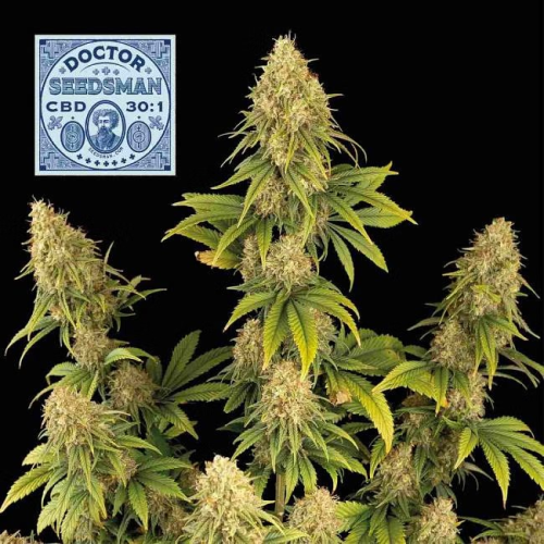 Seedsman - Doctor Seedsman CBD 30:1
