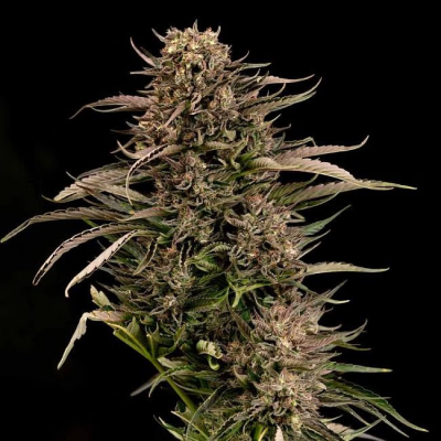 Seedsman - Fatso GMO F1 Auto