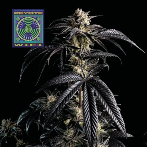 Seedsman - Peyote Wi-Fi