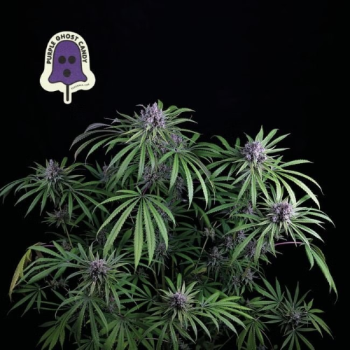 Seedsman - Purple Ghost Candy