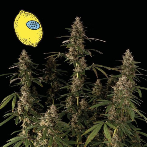Seedsman - Larry Lemon OG Auto