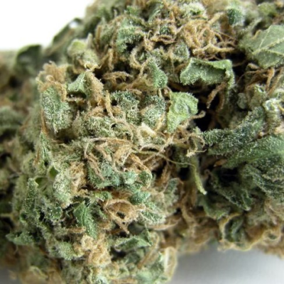 Seedsman - Original Skunk #1 regular