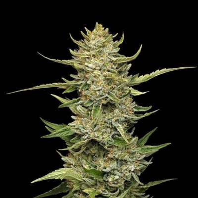 Seedsman - Sour Diesel Auto