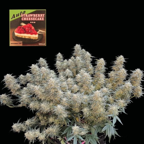 Seedsman - Strawberry Cheesecake Auto