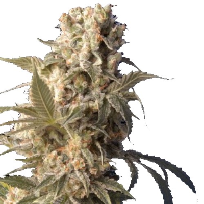 Serious Seeds - AK-47