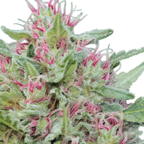 Serious Seeds - Serious 6 regular