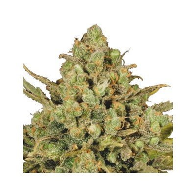 Serious Seeds - Warlock regular