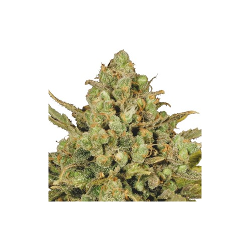 Serious Seeds - Warlock regular