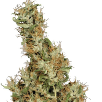 Serious Seeds - Kali Mist regular