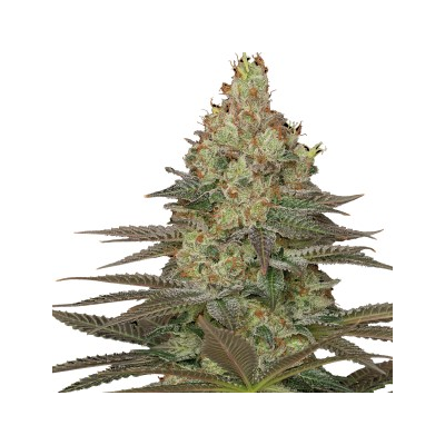 Serious Seeds - Seriosa