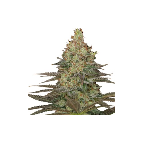 Serious Seeds - Seriosa