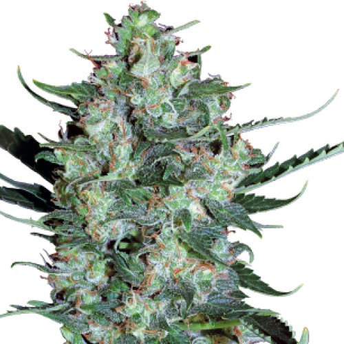 Serious Seeds - White Russian Auto