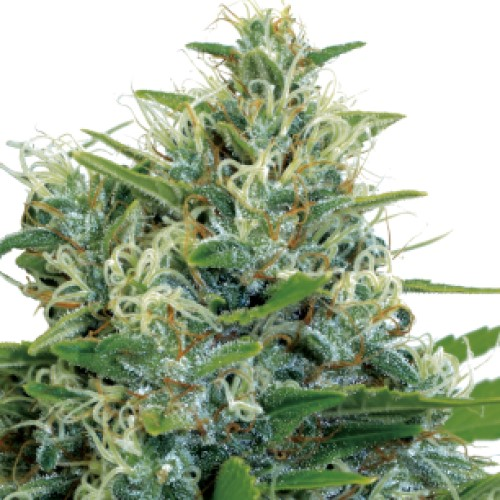 Serious Seeds - Kali Bubba regular