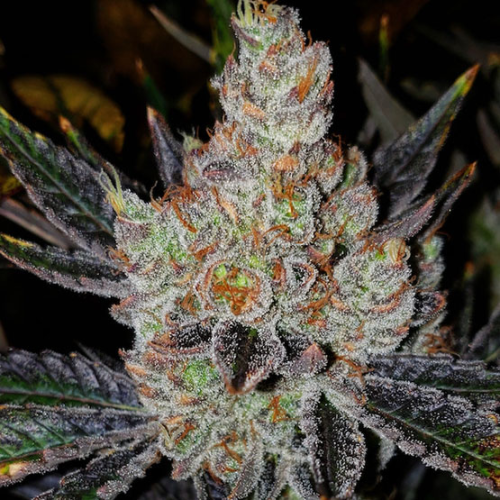 Ethos Genetics - 10th Planet R1