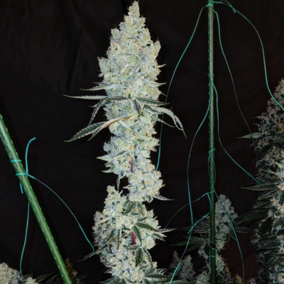 Ethos Genetics - Lemon Cherry Pie R1