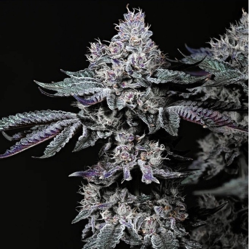 Ethos Genetics - Nuggz R1
