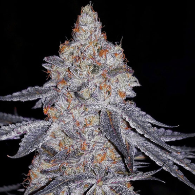 Ethos Genetics - Banana Daddy R1