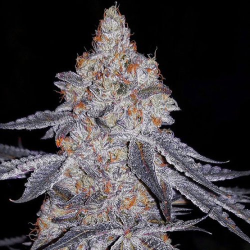 Ethos Genetics - Banana Daddy R1