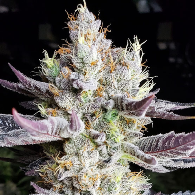 Ethos Genetics - Booberry Cookies RBX