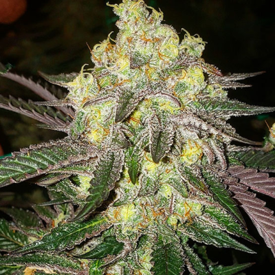 Ethos Genetics - Candy Store RBX