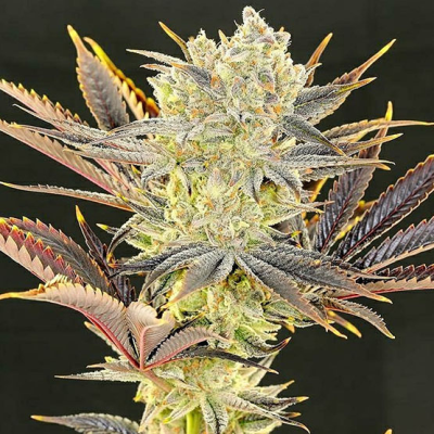 Ethos Genetics - Citradelic Sunset