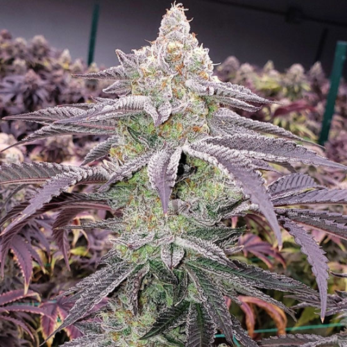 Ethos Genetics - Colin OG RBX